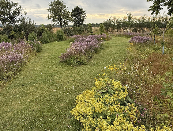 Grøn kirke med vilde blomster