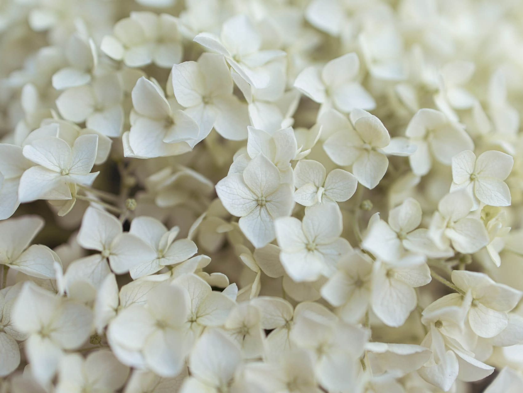 Folkekirken om dåb - blomster